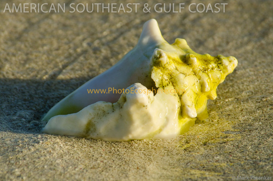 American-Southeast---Gulf-Coast-Photo-Gallery-105.jpg