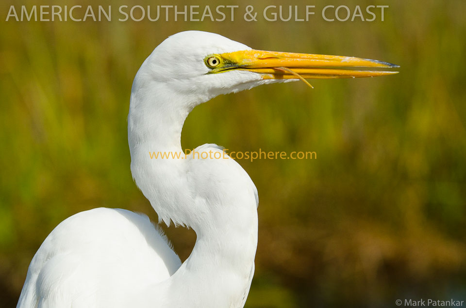 American-Southeast---Gulf-Coast-Photo-Gallery-221.jpg