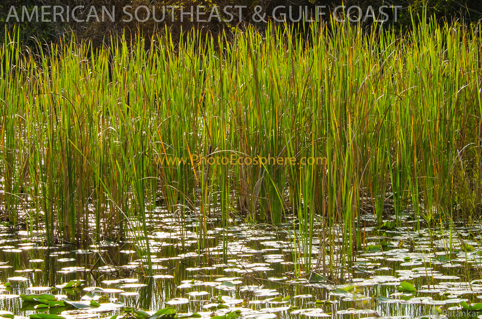 American-Southeast---Gulf-Coast-Photo-Gallery-252.jpg