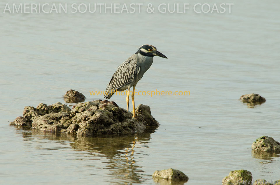American-Southeast---Gulf-Coast-Photo-Gallery-295.jpg