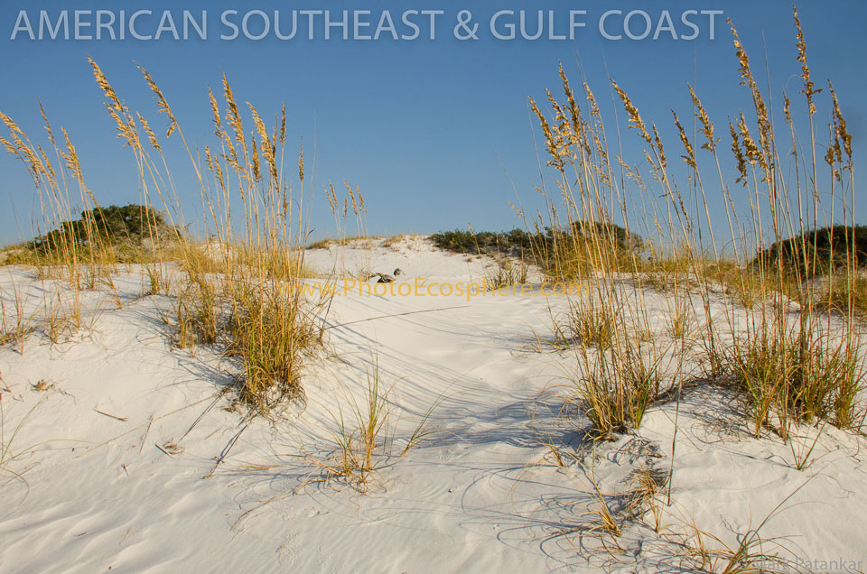 American-Southeast---Gulf-Coast-Photo-Gallery-373.jpg