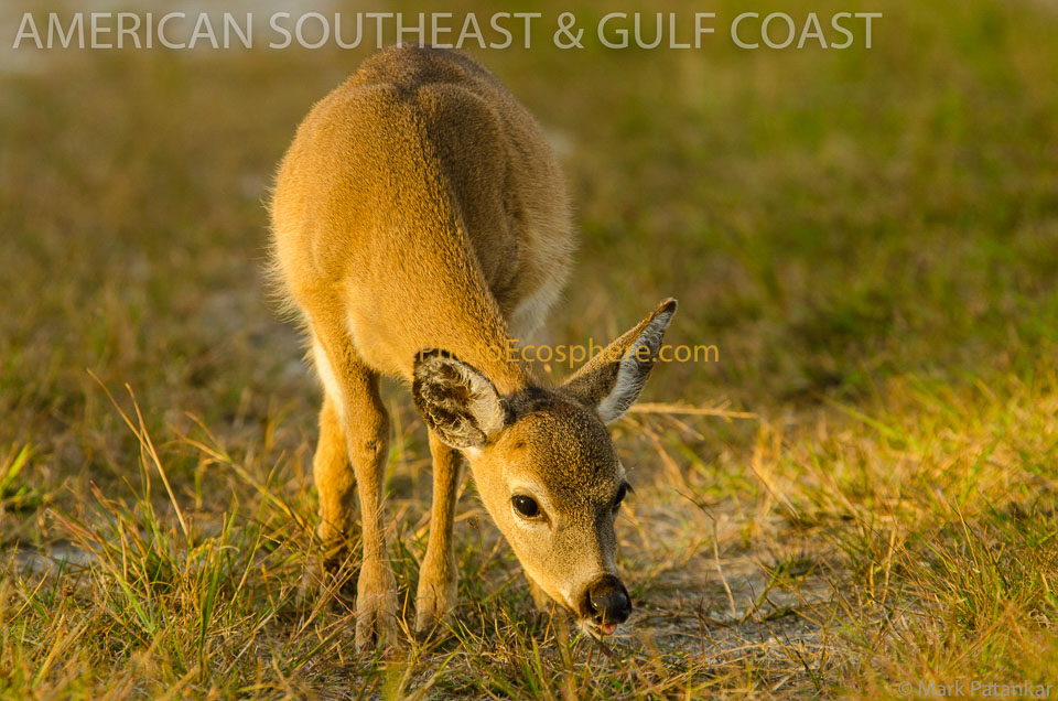 American-Southeast---Gulf-Coast-Photo-Gallery-59.jpg