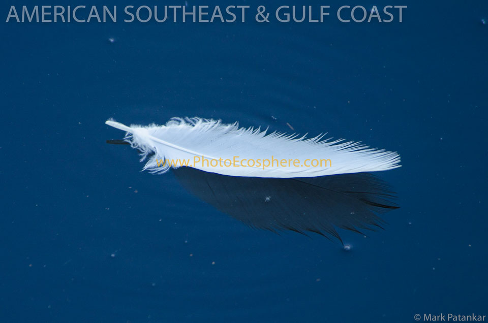 American-Southeast---Gulf-Coast-Photo-Gallery-6.jpg