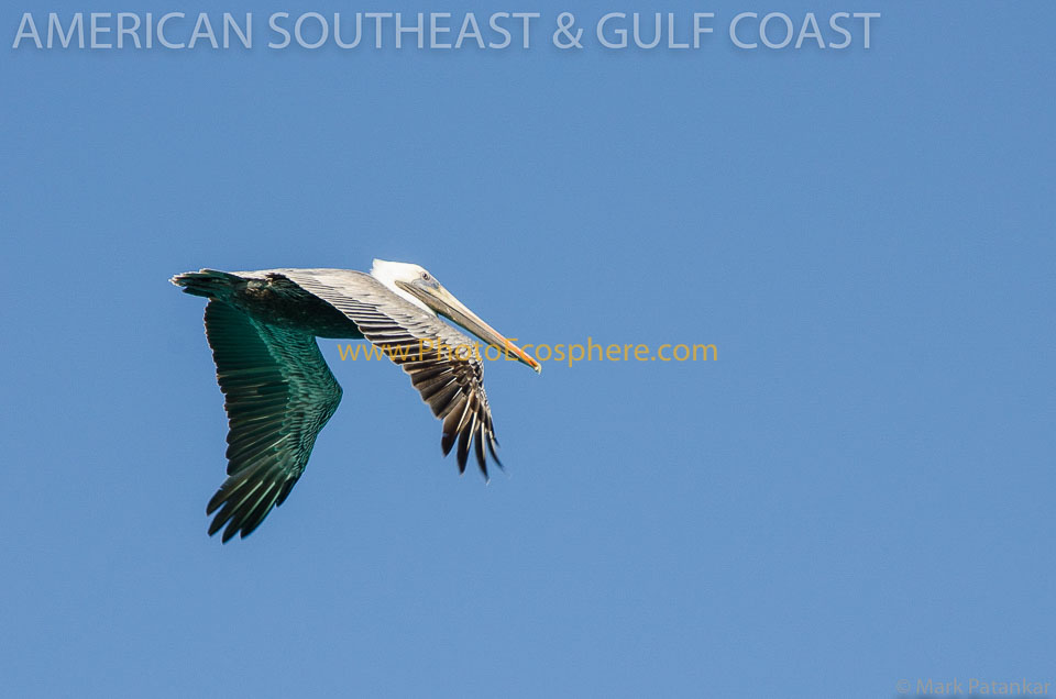 American-Southeast---Gulf-Coast-Photo-Gallery-84.jpg