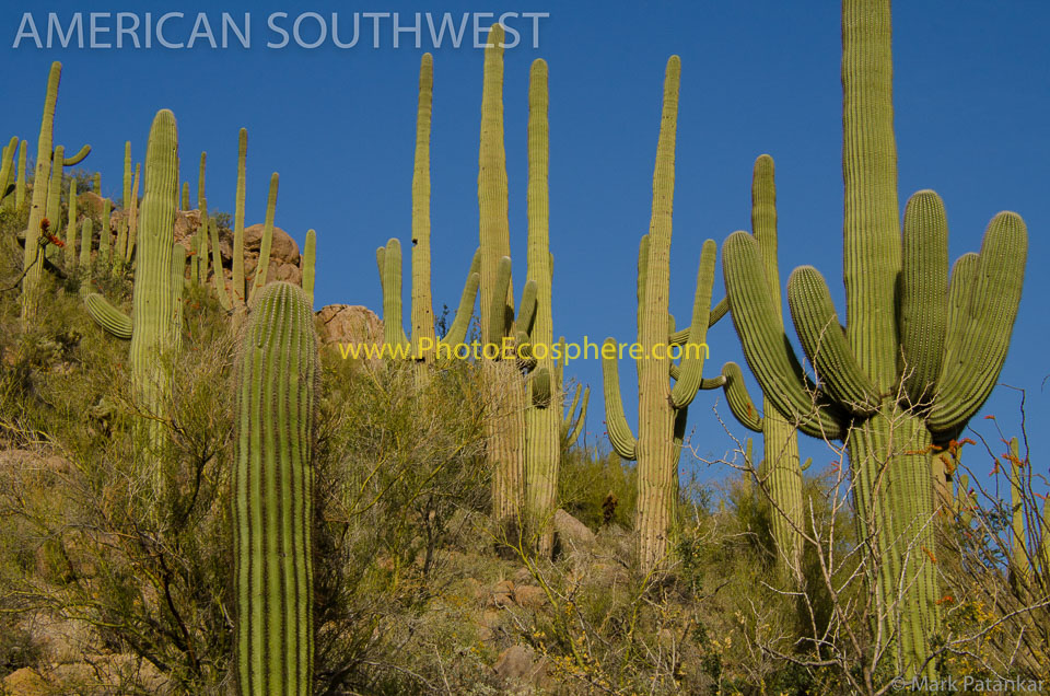 American-Southwest-Photo-Gallery-41.jpg