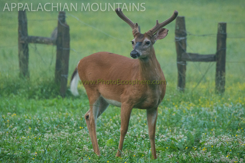 Appalachian-Mountains-Photo-Gallery-133.jpg