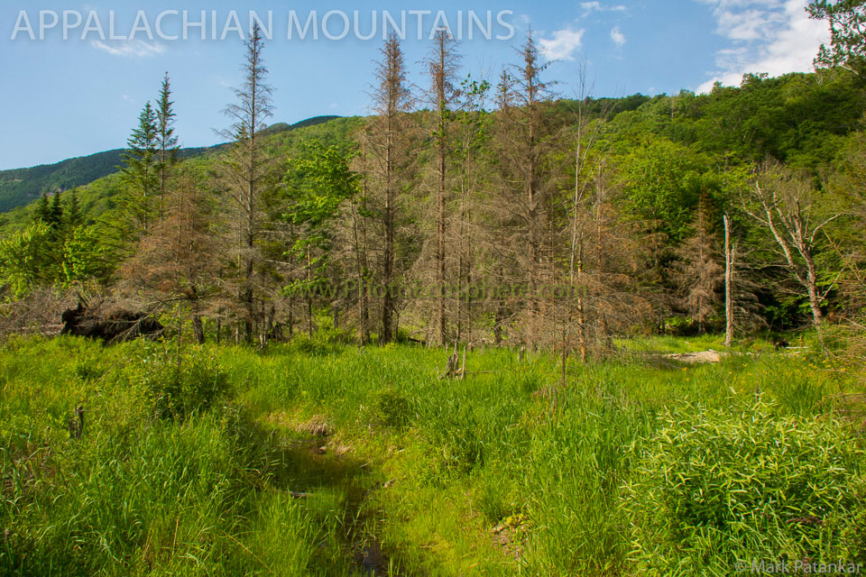 Appalachian-Mountains-Photo-Gallery-427.jpg