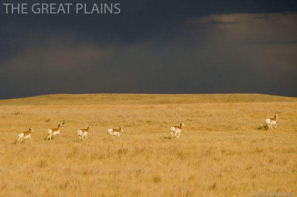 THE GREAT PLAINS