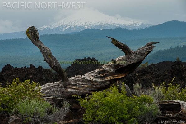 Pacific-Northwest-Photo-Gallery-66.jpg