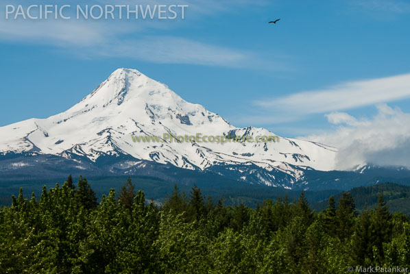 Pacific-Northwest-Photo-Gallery-81.jpg