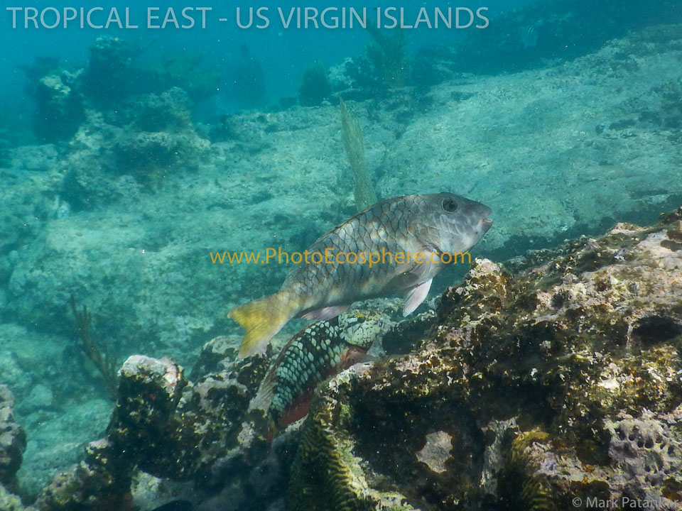 TROPICAL-EAST-US-VIRGIN-ISLANDSWeb-Gallery-5.jpg
