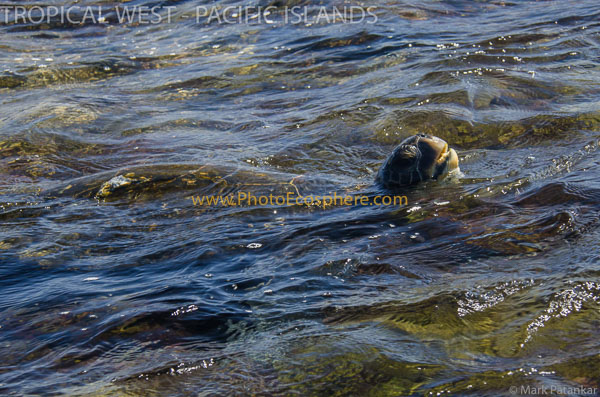 Tropical-West-Pacific-Islands-Photo-Gallery-136.jpg