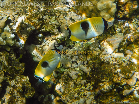 Tropical-West-Pacific-Islands-Photo-Gallery-349.jpg