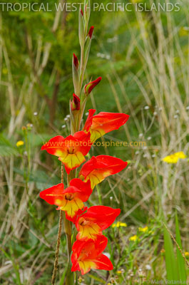 Tropical-West-Pacific-Islands-Photo-Gallery-375.jpg
