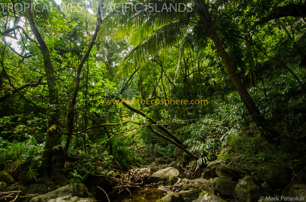 Tropical-West-Pacific-Islands-Photo-Gallery-424.jpg