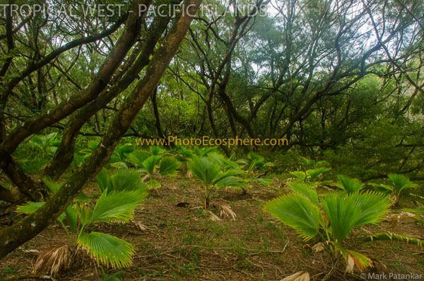 Tropical-West-Pacific-Islands-Photo-Gallery-429.jpg
