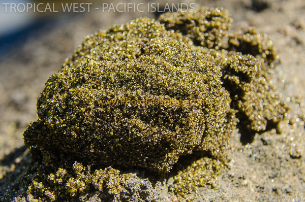 Tropical-West-Pacific-Islands-Photo-Gallery-465.jpg