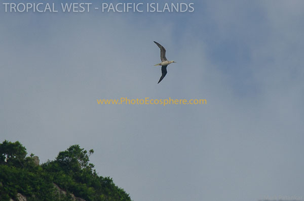 Tropical-West-Pacific-Islands-Photo-Gallery-495.jpg