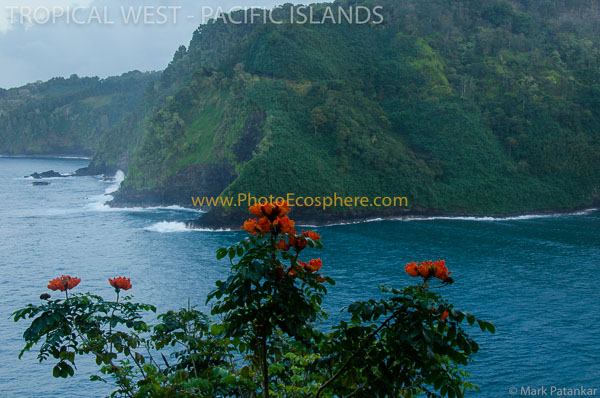 Tropical-West-Pacific-Islands-Photo-Gallery-511.jpg
