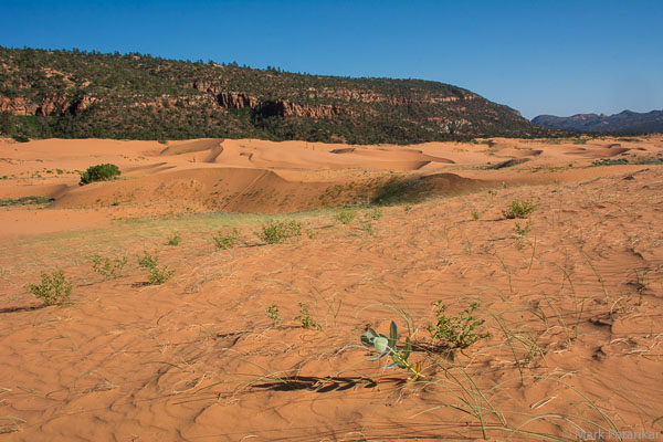 Sand-Dunes-78.jpg