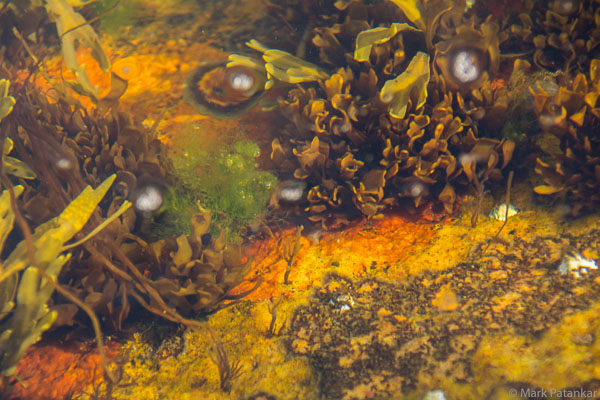 Tide-Pools-14.jpg
