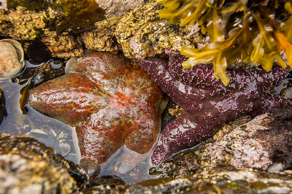 Tide-Pools-41.jpg