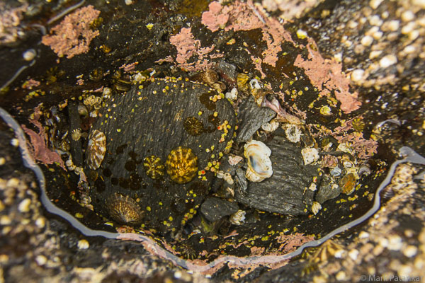 Tide-Pools-42.jpg