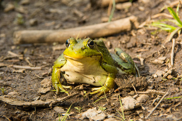 Amphibians-18.jpg