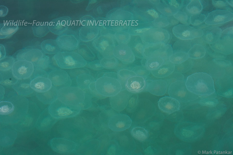 Aquatic-Invertebrates-55.jpg