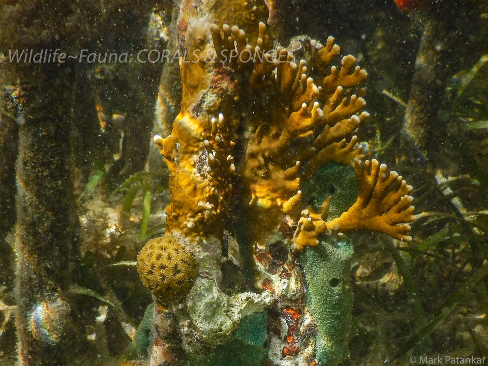 Corals---Sponges-1.jpg