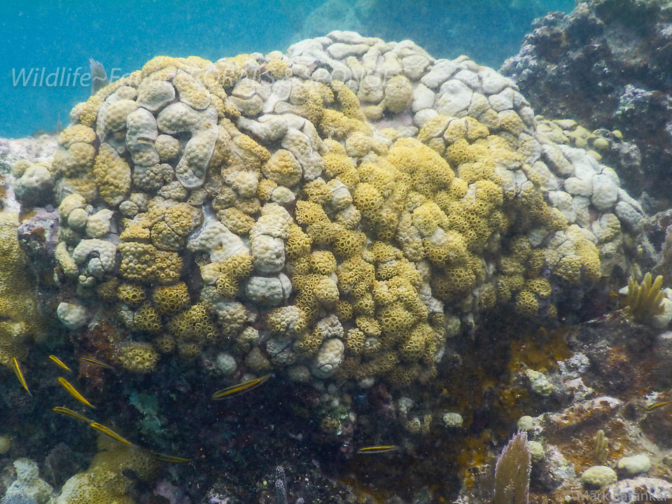 Corals---Sponges-13.jpg