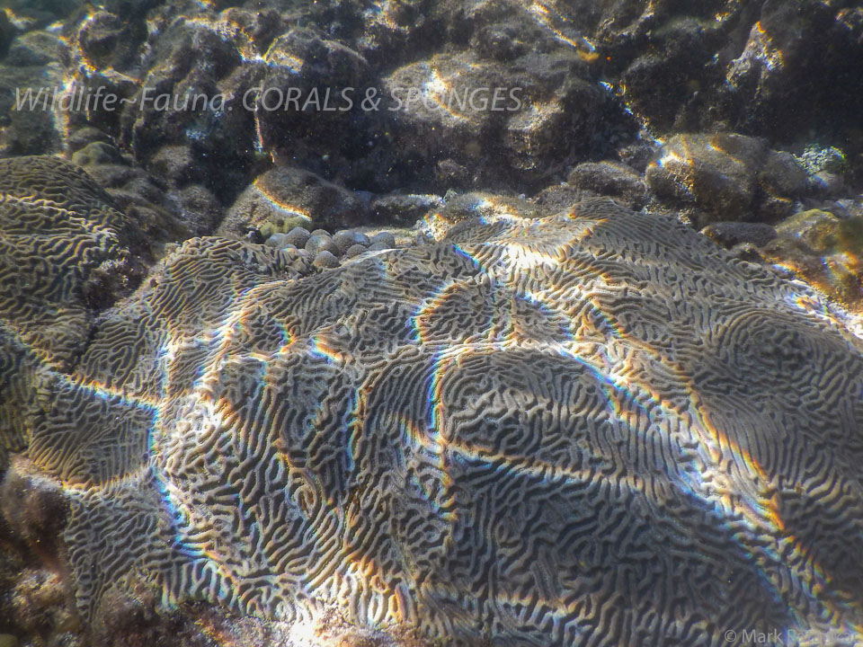 Corals---Sponges-27.jpg