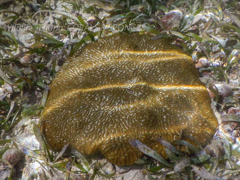 Corals---Sponges-32.jpg