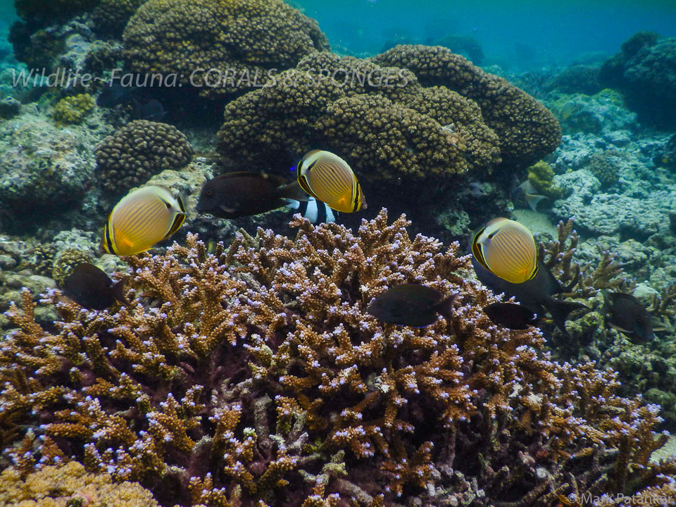 Corals---Sponges-69.jpg