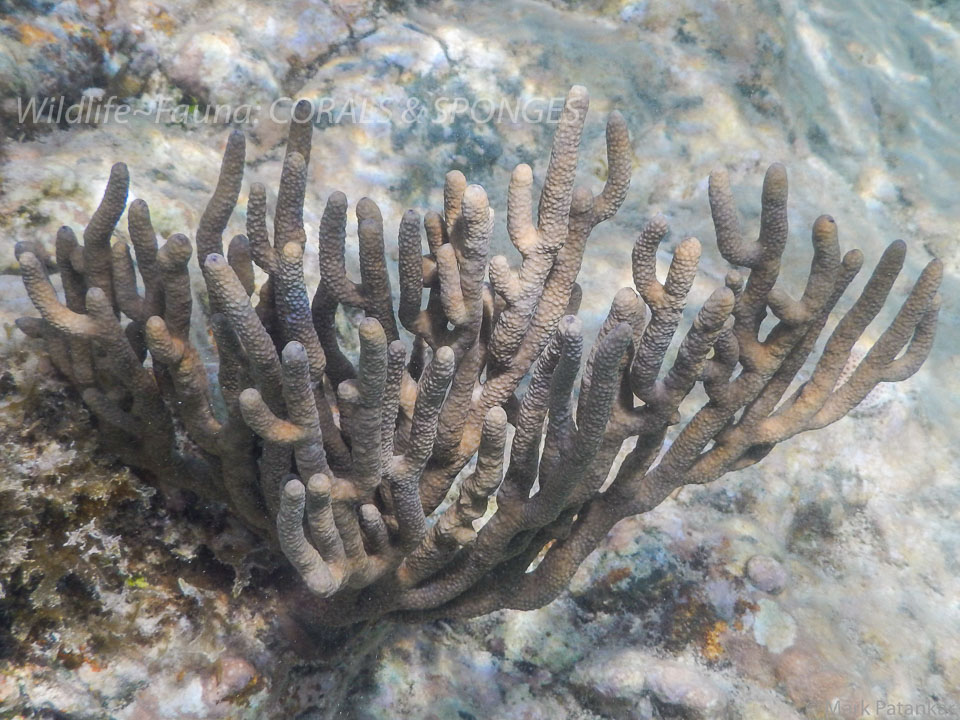 Corals---Sponges-9.jpg