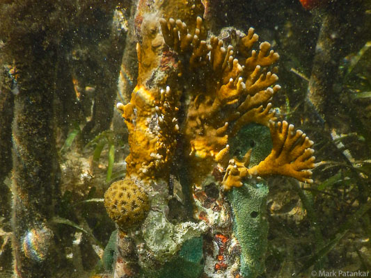 Corals---Sponges-1.jpg