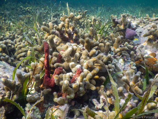 Corals---Sponges-4.jpg