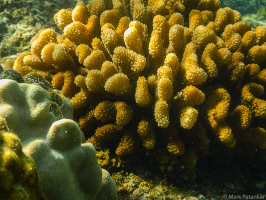 Corals---Sponges-56.jpg