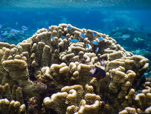 CORALS AND SPONGES