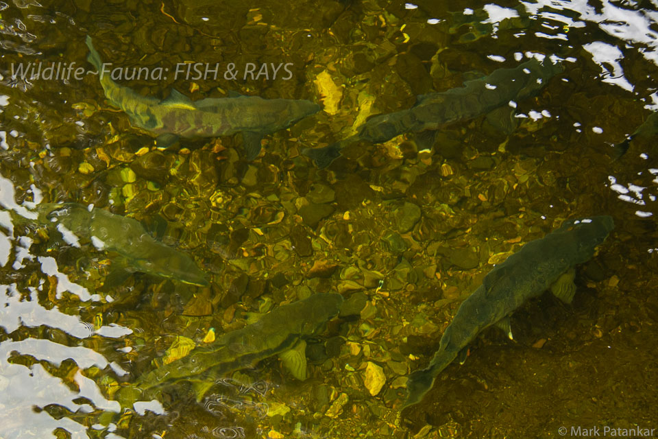 Fish---Rays-151.jpg