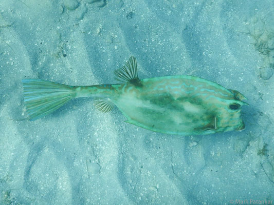 Fish---Rays-36.jpg