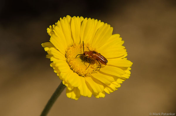Insects-11.jpg