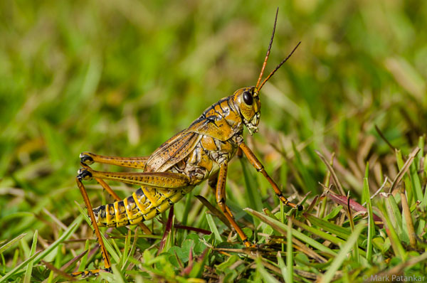 Insects-5.jpg