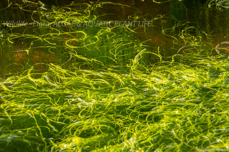 Algae---Aquatic-Plant-Life-14.jpg