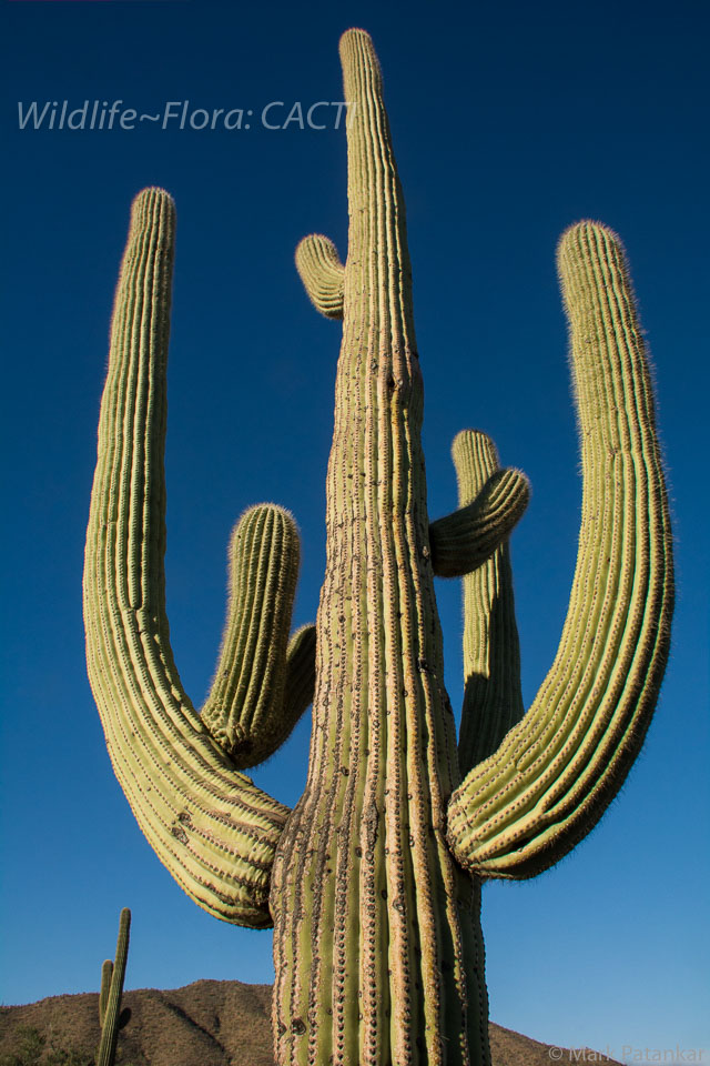 Cacti-136.jpg