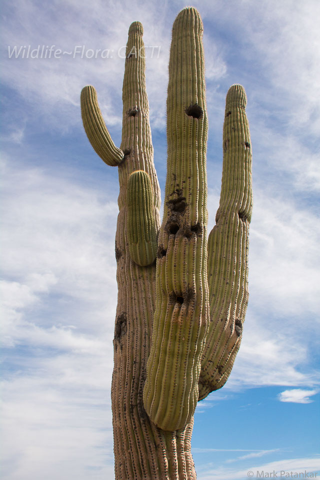 Cacti-138.jpg