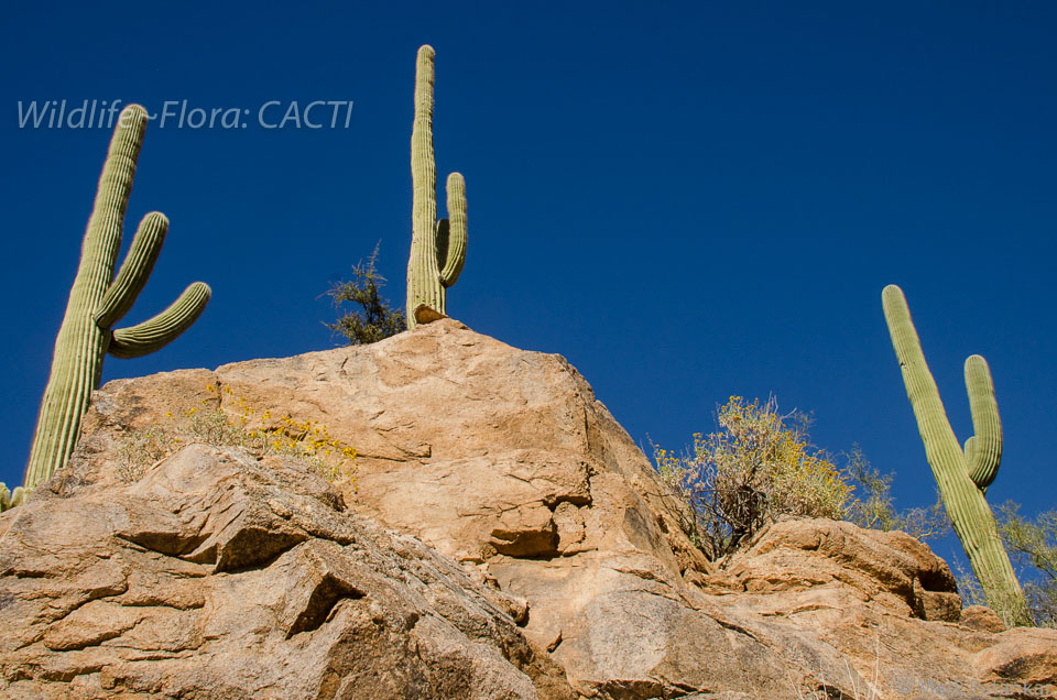 Cacti-23.jpg