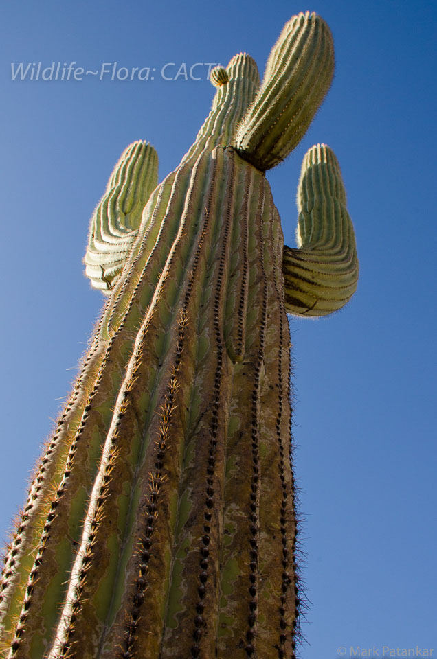 Cacti-31.jpg