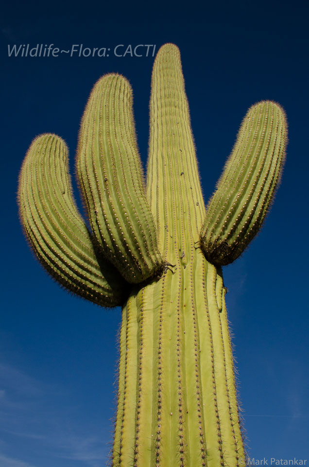 Cacti-75.jpg