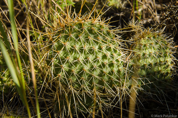 Cacti-103.jpg